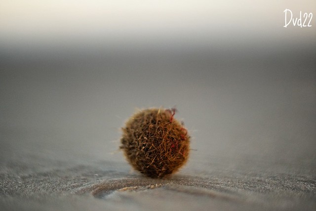 Ball of Seaweed