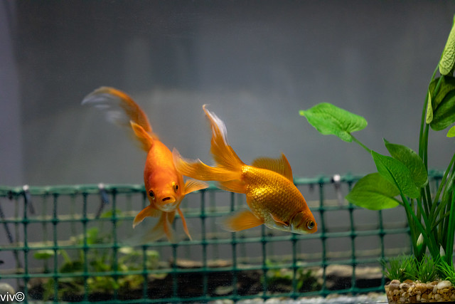 Our cute Goldfish when they were about 9 years old