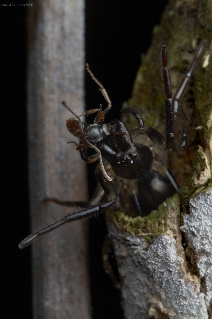 Sac spider (Corinnidae) ambushing ant