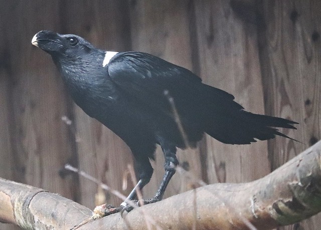 White-necked raven (Corvus albicollis)