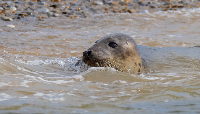 Grey Seal at Blakeney Point
