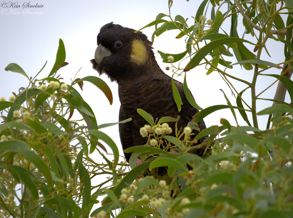 Black Cockatoo on Wattle tree 2