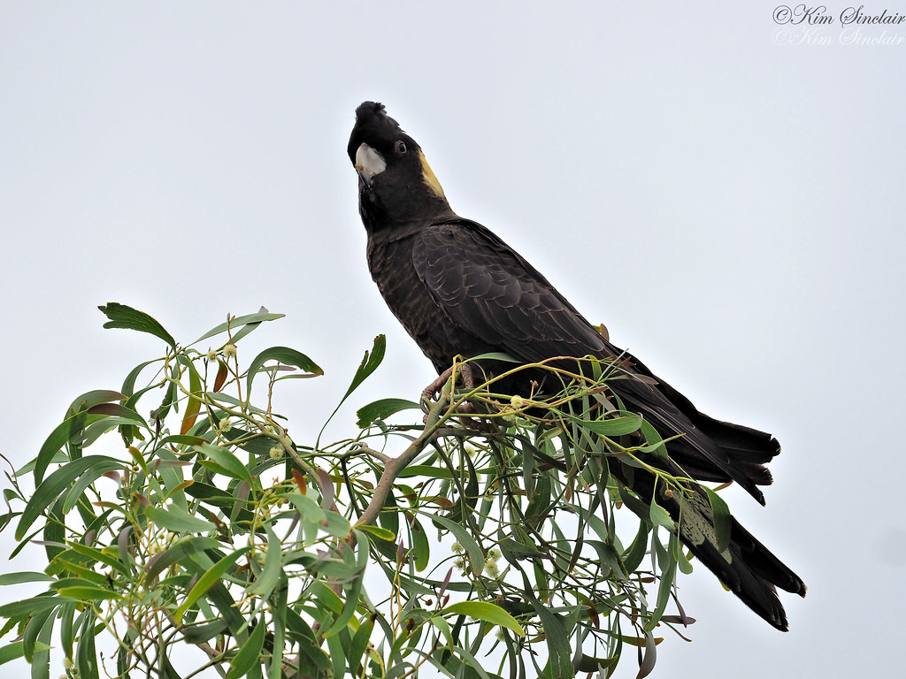 Black Cockatoo on Wattle tree 1_sm