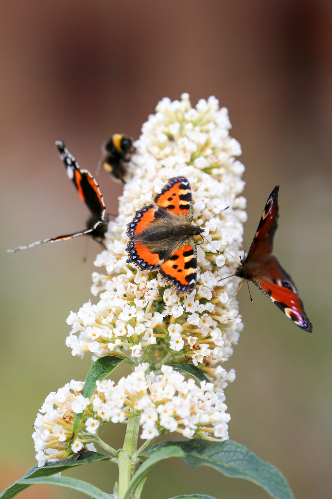 Butterfly on Buddleia, Stow Community Garden
