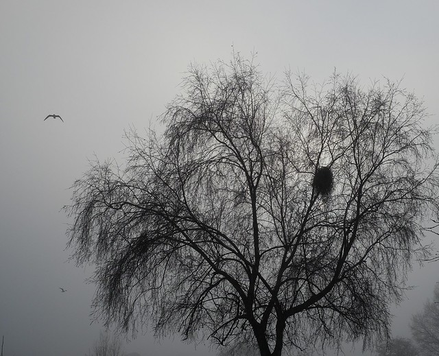 Tree in fog with seagulls  DSCF7857 (3)
