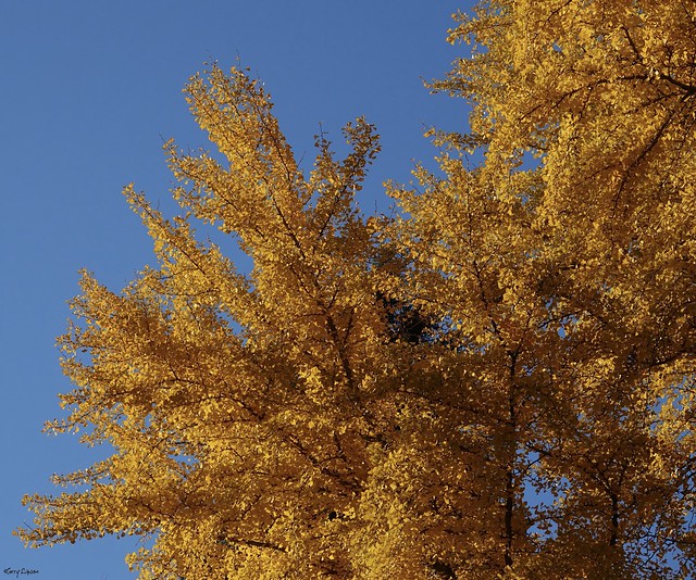 Ginkgo tree in max Autumn brilliance