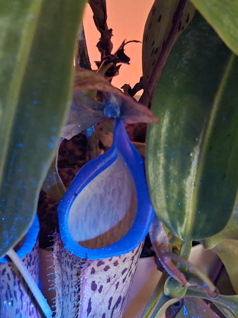 Nepenthes fluorescing under UV light
