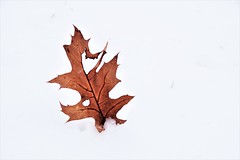 Red oak leaf in the snow