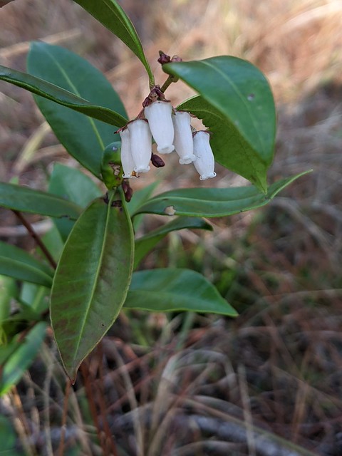 Lyonia lucida