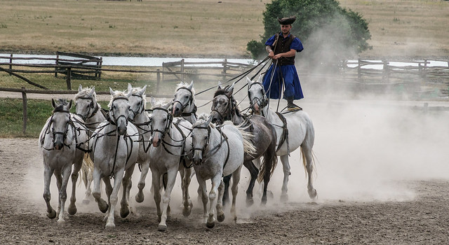 Magyar Cowboy Shows off his Horsemanship, Standing up on a Team of Nine Horses, at Puszta Ranch near Kalosca - Danube Cruise 1