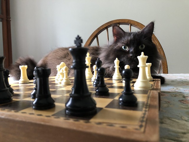 A PURRFECT CATURDAY ~ A CHESS PLAYER 2 OF 2