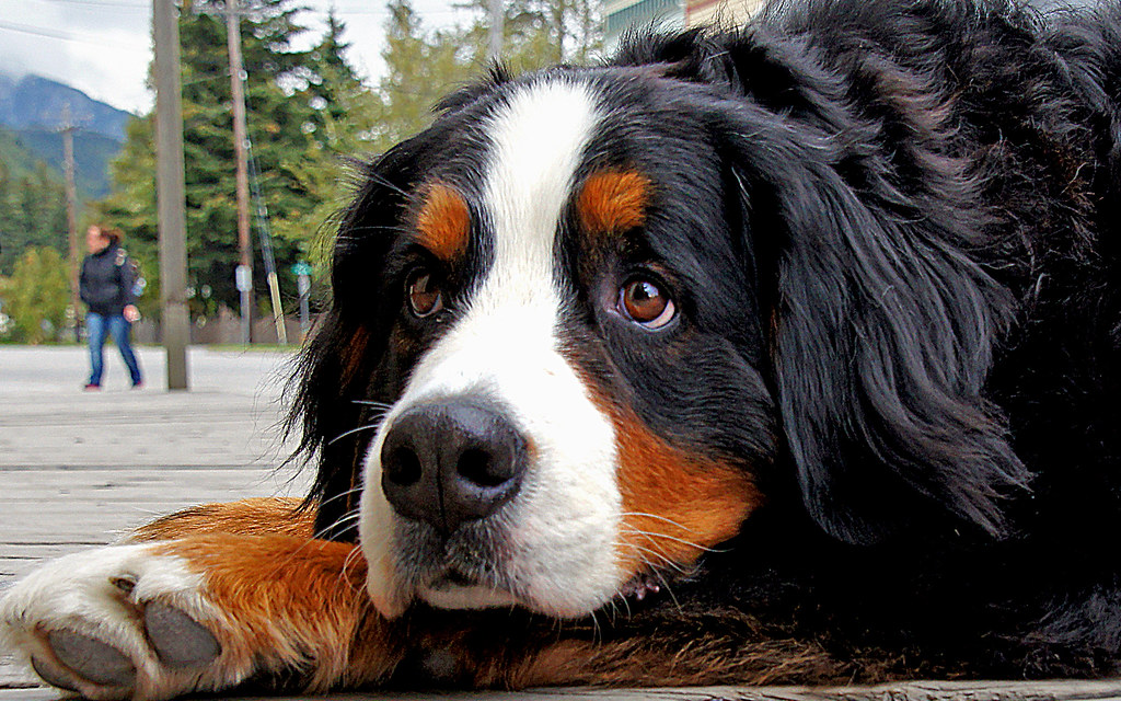 Bernese Mountain Dog. - The Bernese mountain dog is a large … - Flickr