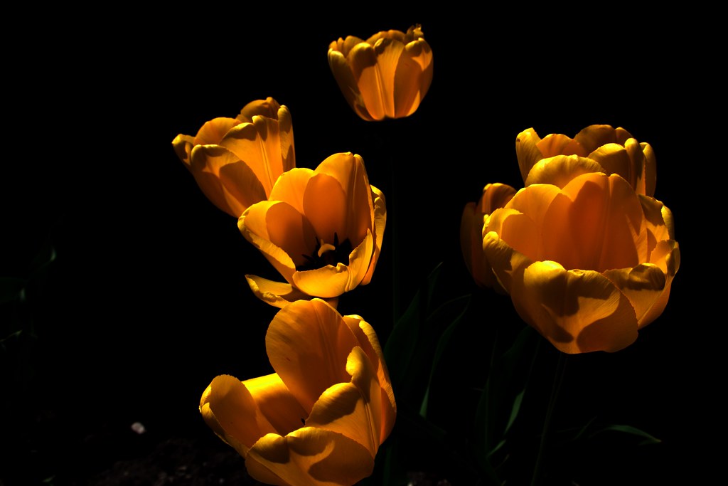 Toronto Ontario ~ Canada ~ Edwards Botanical Gardens ~ Light  Golden Tulips