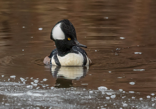 one of my favourite ducks to photograph, hooded merganser...