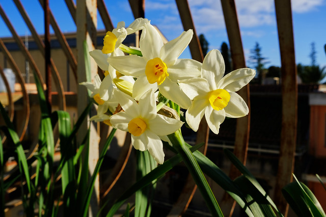 Narcisi Bianchi - White daffodils