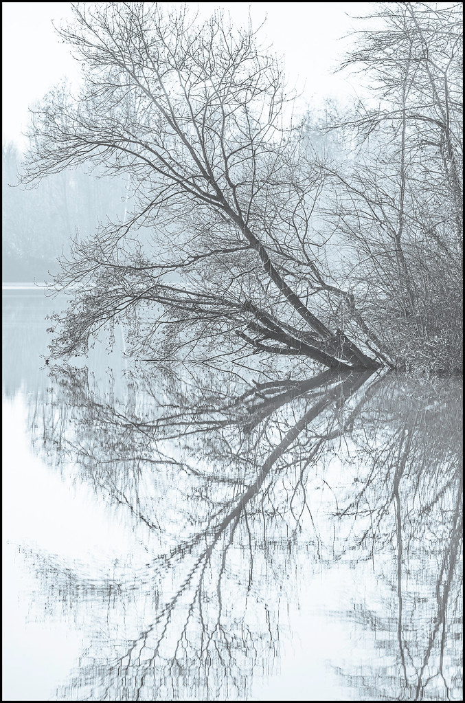 L'hiver, la nature et ses reflets