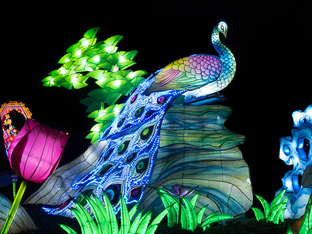 China Lights Festival Emmen-Peacock