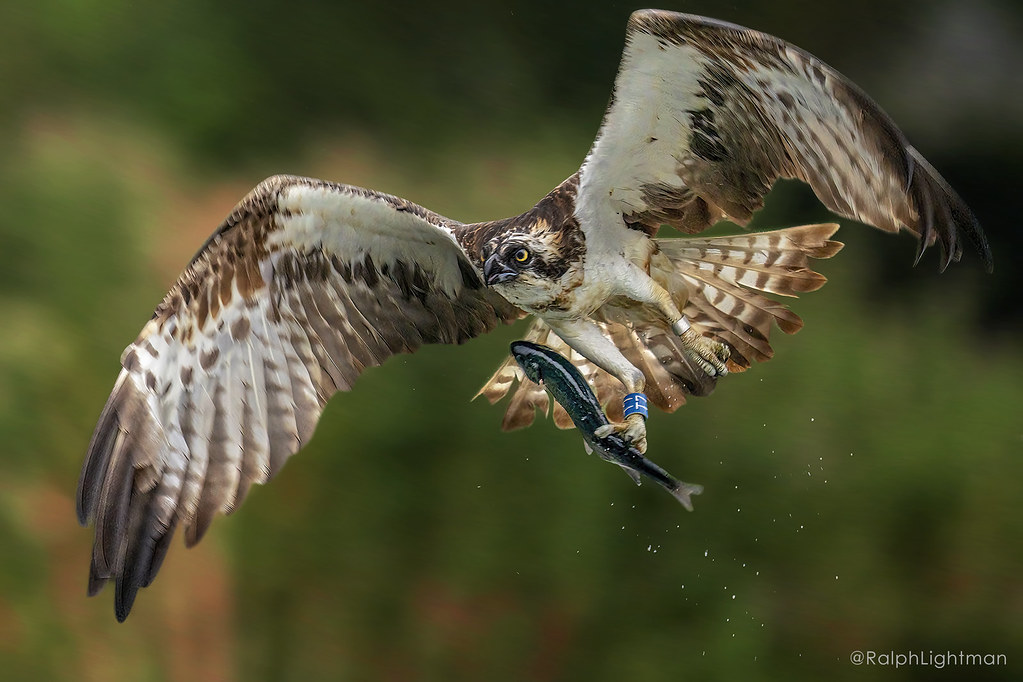 Osprey Catching Fish, Osprey Fly Life on Free Wings, and Si…