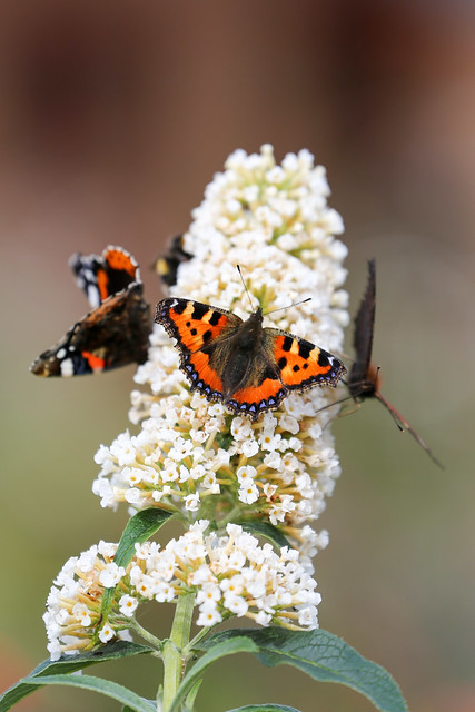 Butterfly on Buddleia, Stow Community Garden