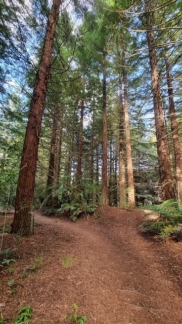 Wairakei Redwoods