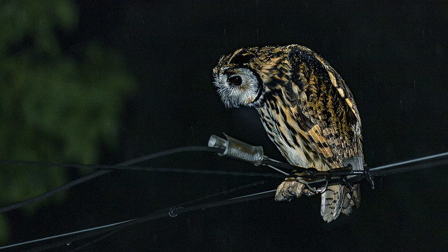 Asio clamator │ Striped Owl