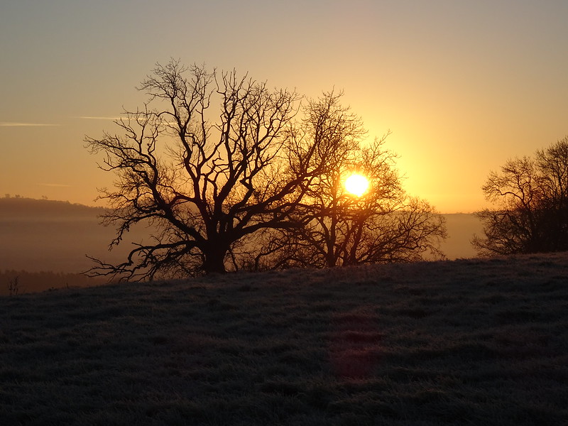 Frosty Morning Sunrise, Thistly Field Oak