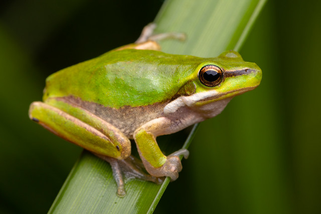 Eastern Dwarf Tree Frog - Litoria fallax