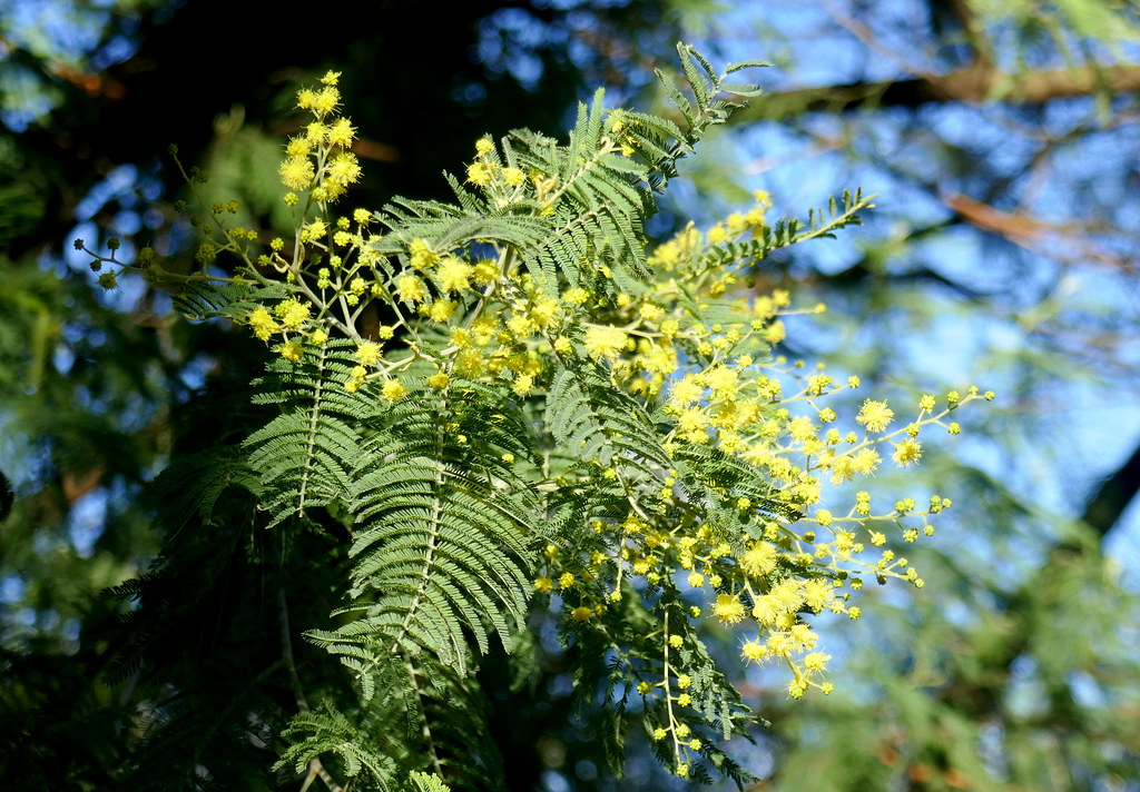 Au jardin, prémices de mimosa des fleuristes (Acacia dealbata), Bosdarros, Béarn, Pyrénées Atlantiques, Nouvelle-Aquitaine, France.