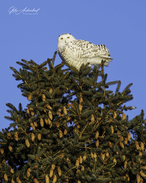 Snowy Owl - Harfang des neiges