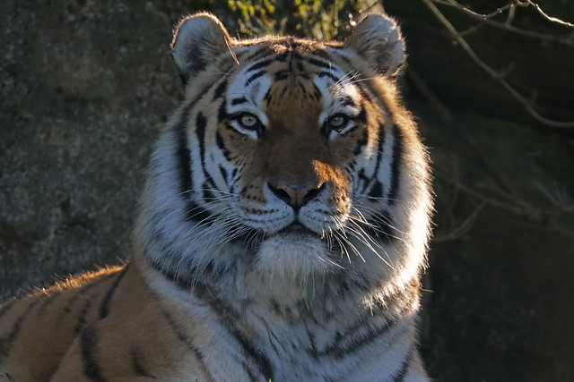Amur tiger- Panthera tigris tigris
