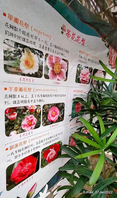 2022「花IN台北」台北花季花卉試驗中心茶花展(2022 Camillia exhibition), Taipei, Taiwan, SJKen,Jan 7, 2022.