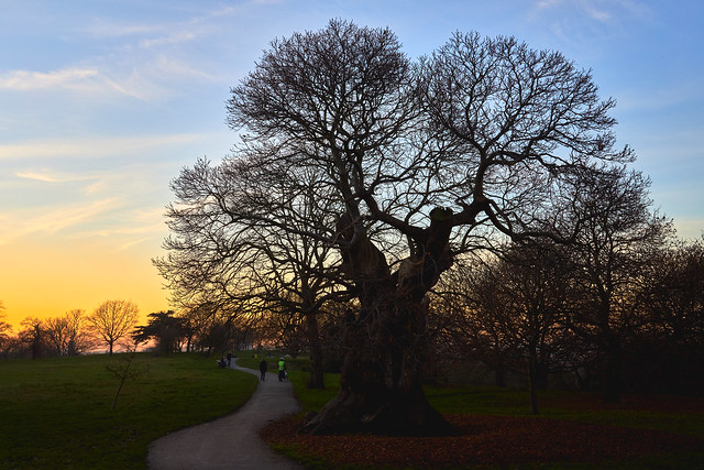 Greenwich Park and a Queens Tree
