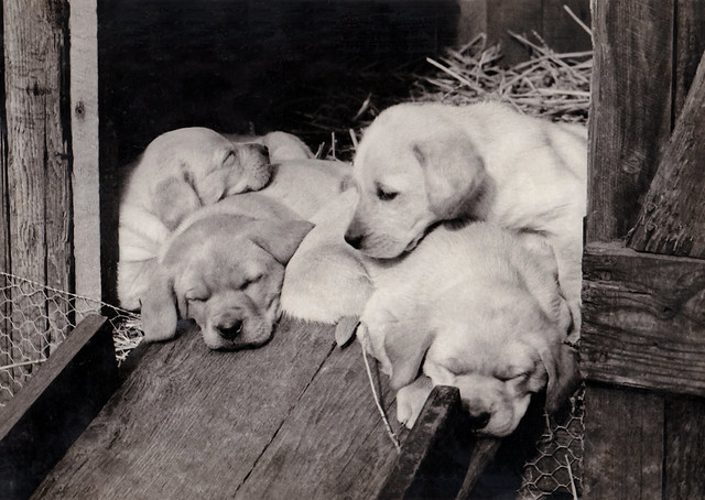 Lindy's puppy's - recovered from an original photo