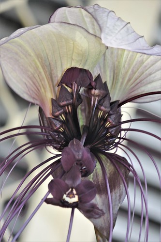 flower flora whitebatplant closeup purple white teeth forrestlake brisbane queensland australia