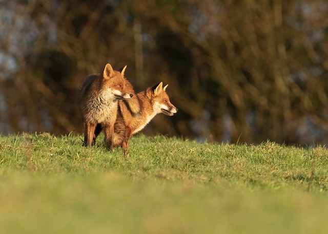 A PAIR OF FOXES MATING.