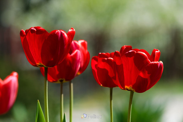 blooming red tulip flowers. beautiful spring holiday card background