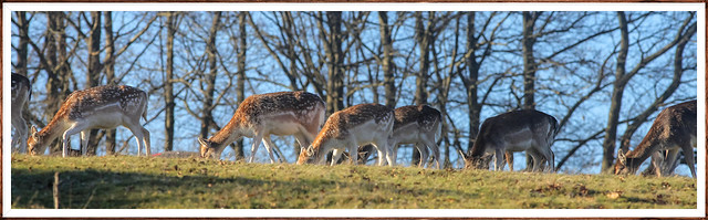 Herd of Fallow Deer..