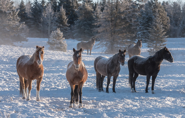 All the frozen horses