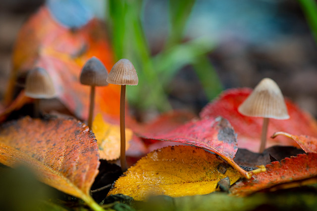 Mushrooms and colorful leaves
