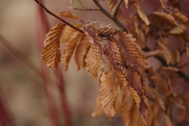 Copper Birch leaves...