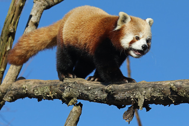 Red Panda-Ailurus fulgens