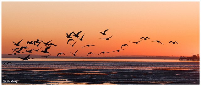 Brent Geese over the Thames Estuary