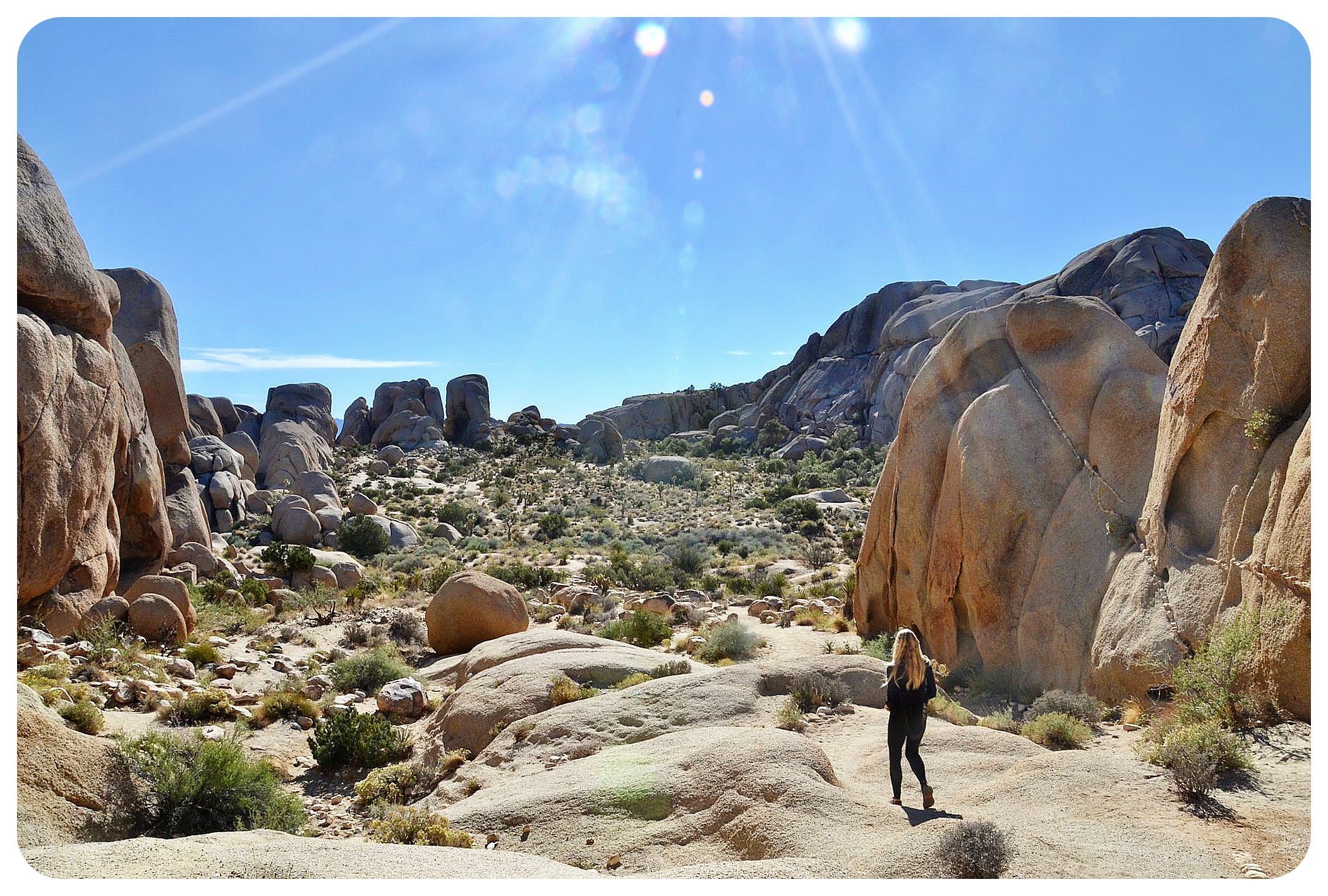 joshua tree national park dani hiking