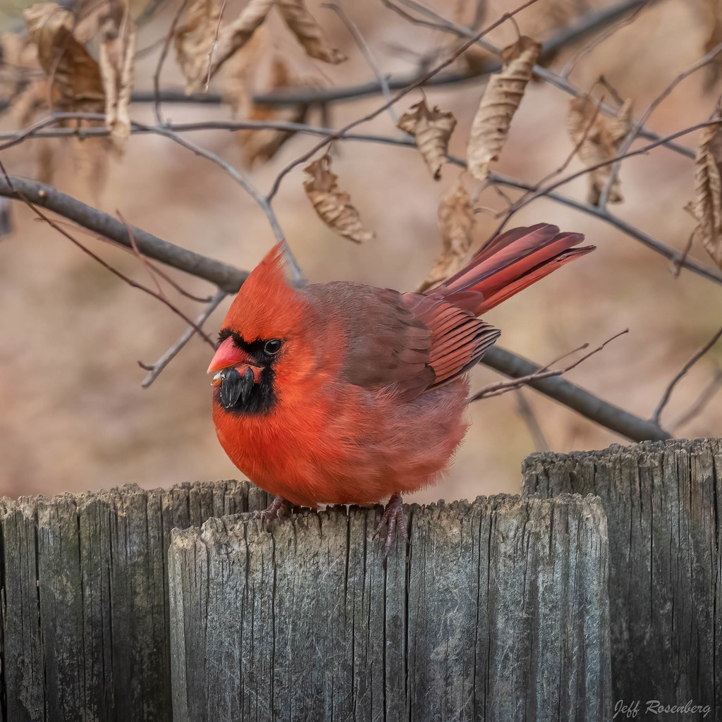 Big Red On The Fence!