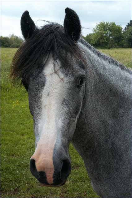 The Grey Pony