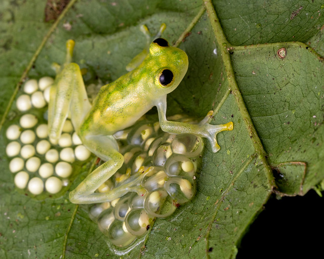 Male reticulated glass frog (Hyalinobatrachium valerioi) guarding two egg masses