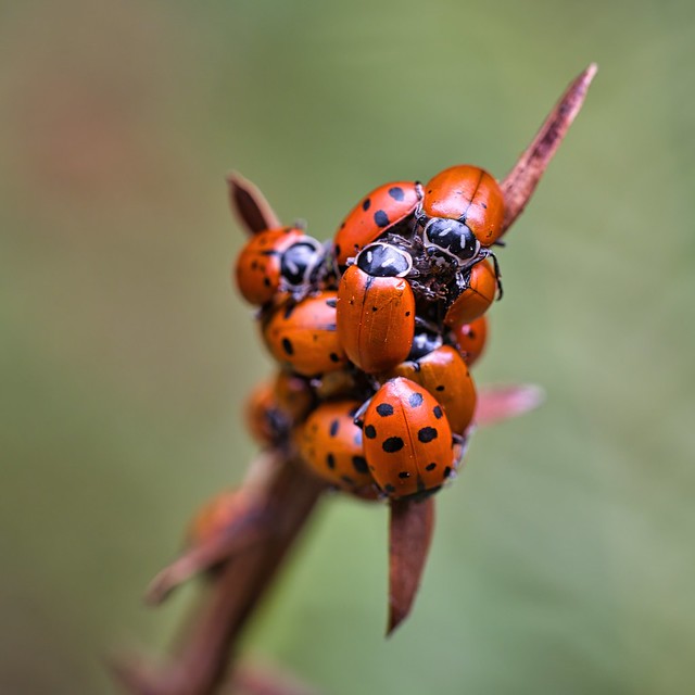 Ladybug cluster @ Reinhardt Redwood Regional Park