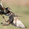 Starlings  Shapwick Moor   DSC06278