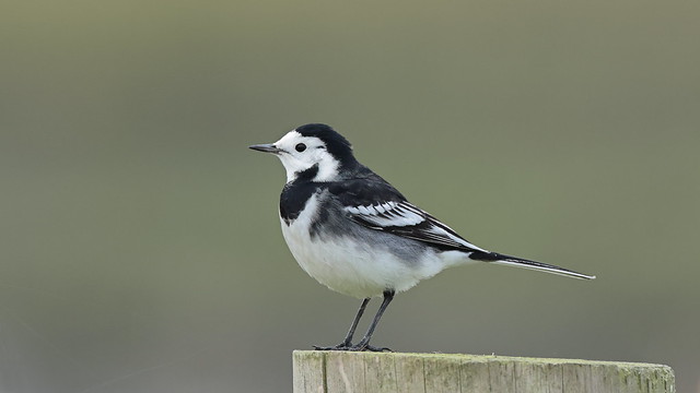 Pied Wagtail male