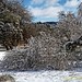 Broken Trees: Winter Damage [Februar 2021] in Our (Back)Yard